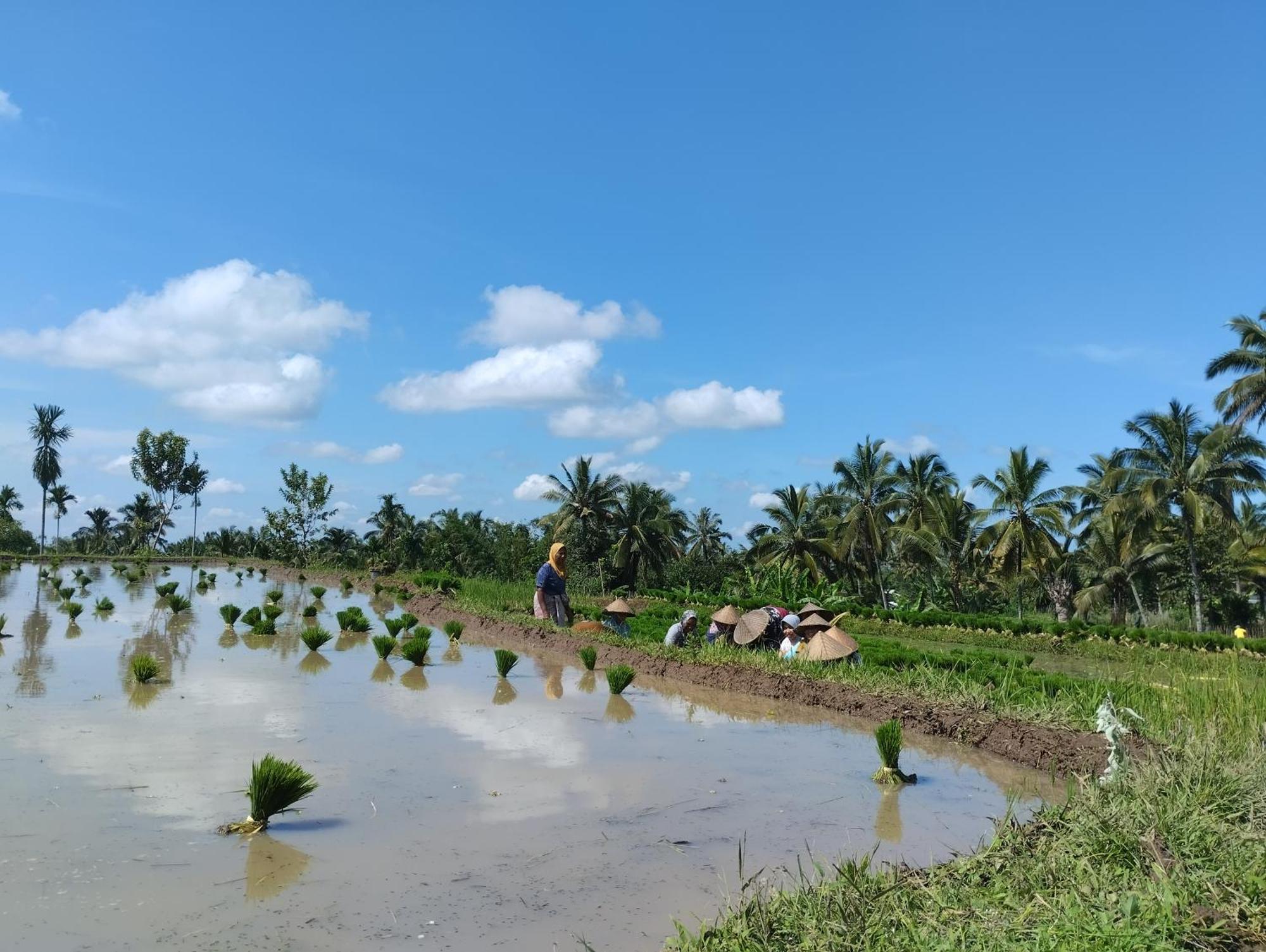 Rice Field Inn - Lombok Тетебату Экстерьер фото